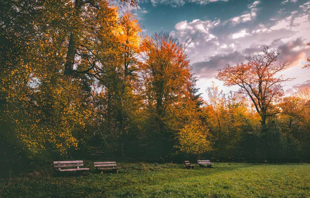 Herbstliche Waldlandschaft im Rotwildpark bei Schloss Solitude in der Nähe von Stuttgart bei Sonnenaufgang,Holzbänke,warmen Orange- und Gelbtöne | Das Bild zeigt eine herbstliche Waldlandschaft im Rotwildpark bei Schloss Solitude in der Nähe von Stuttgart, mit mehreren Holzbänken auf einer Lichtung und bunten Bäumen in warmen Orange- und Gelbtönen. - Realisiert mit Pictrs.com