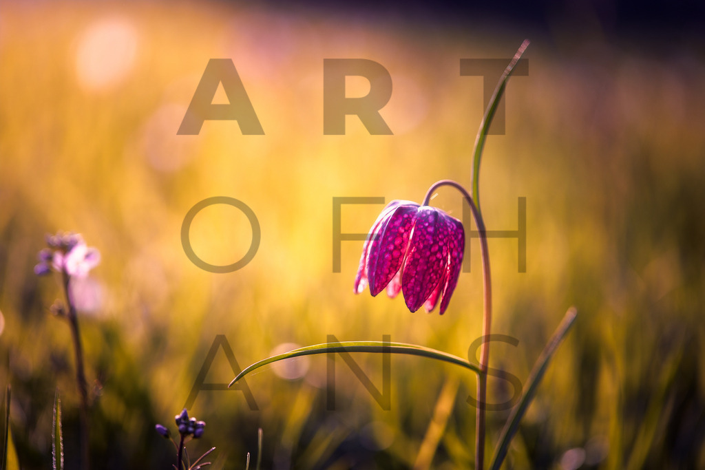 Ein Hans Fineart Original | Entdecke die Kunst von Hans Fineart - Fotografien für dein Zuhause. Verwandle deine Wände mit einzigartigen Kunstwerken und bringe die Schönheit der Welt in dein Leben. Bestelle jetzt und schaffe einen Ort der Inspiration und Eleganz.