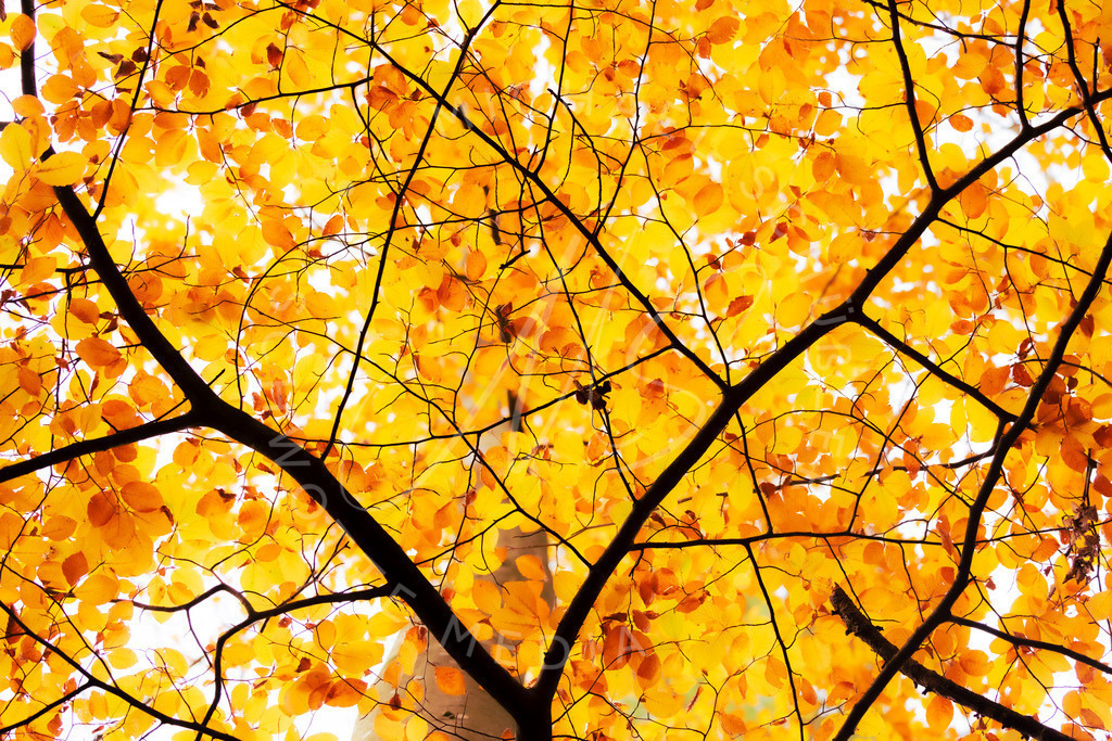 2025-10-31 Herbst Hemmingen Zeilwald 006 | Schwotte Media - Realisiert mit Pictrs.com