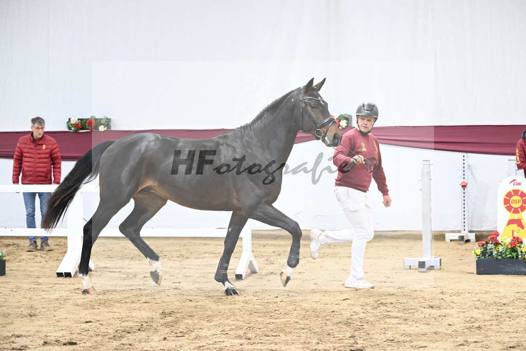 Kat-Nr. 7 Chacoon Blue x Elvis ter Putte_Hansjoerg Harscher_47250099 | hf-fotografie - Realisiert mit Pictrs.com