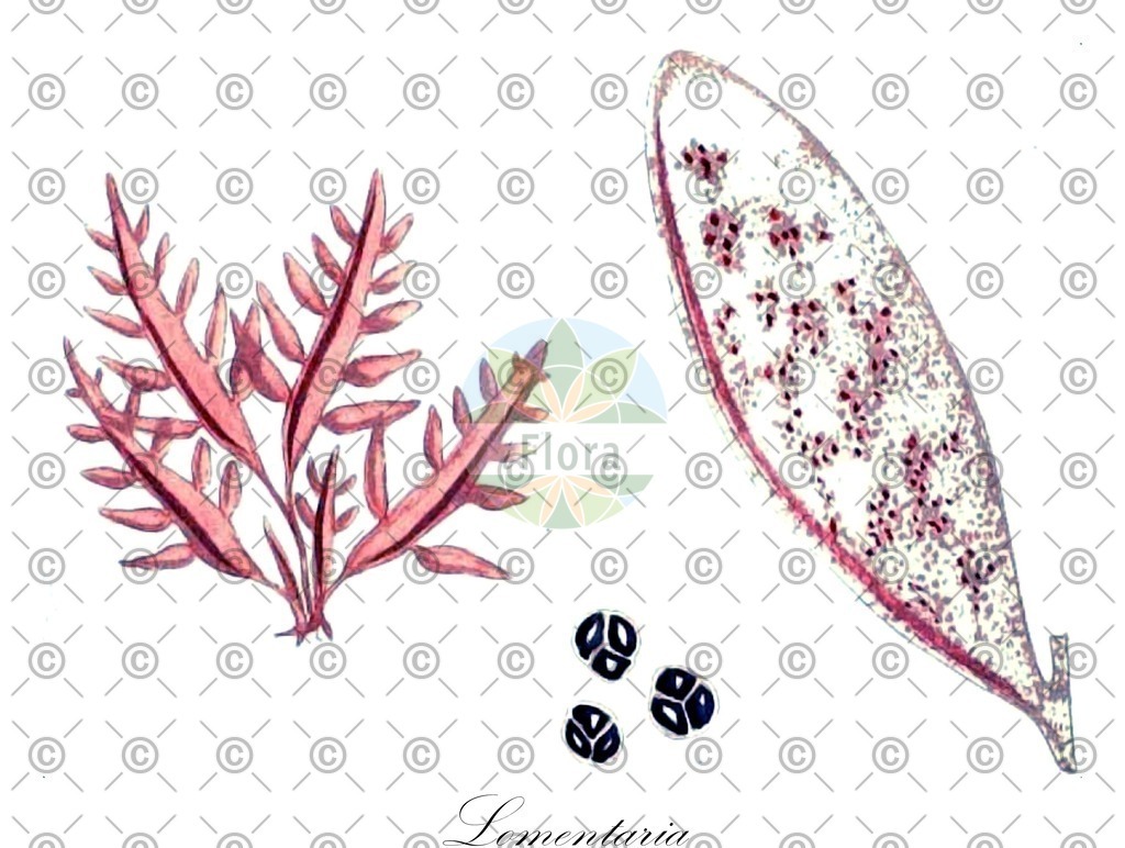 HistAbb_62XQ2_5_ENZY_Simple | Historische Abbildung von Lomentaria - Lomentariaceae (0) | Historical Illustration of Lomentaria - Lomentariaceae (0)