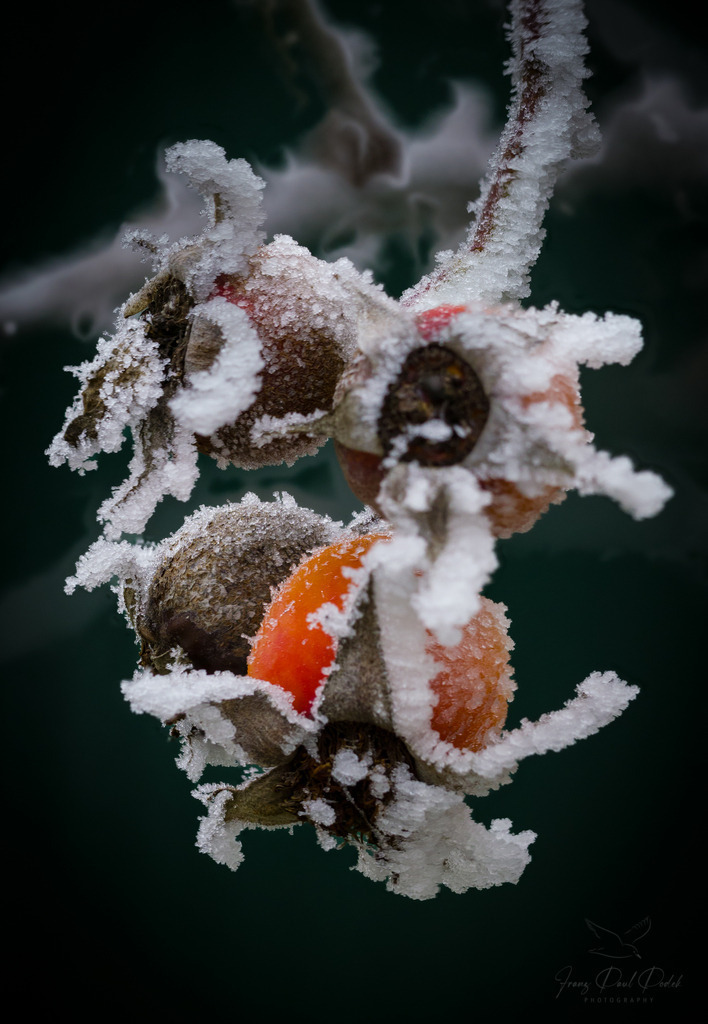 2024-12-31_15_06_54_2024-12-31_21-20-27 | Franz Podek
