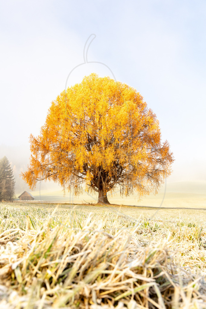 Lungauer Kugellärche | Ihre Fotografin im Lungau, ihre Fotografin im Mostviertel, Wandbilder Onlineshop, Imagefotos für Ihr Unternehmen,  - Realisiert mit Pictrs.com