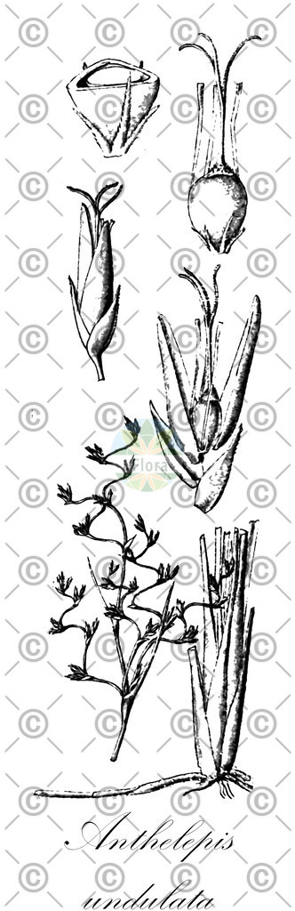 HistAbb_wfo-0001196001_1_ENZY_Simple | Historische Abbildung von Anthelepis undulata - Cyperaceae | Historical Illustration of Anthelepis undulata - Cyperaceae