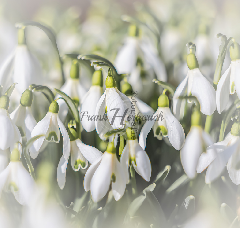 _X0A8367bea | Frank Herberich Fotografie, Frank Herberich, Fotografie, Hochzeit, Portrait, St. Peter Ording, Ording, Westerhever, Nordsee, Frank Fotografie, Hardheim,  Odenwald,Walldürn, Band,Eventfotografie - Realisiert mit Pictrs.com