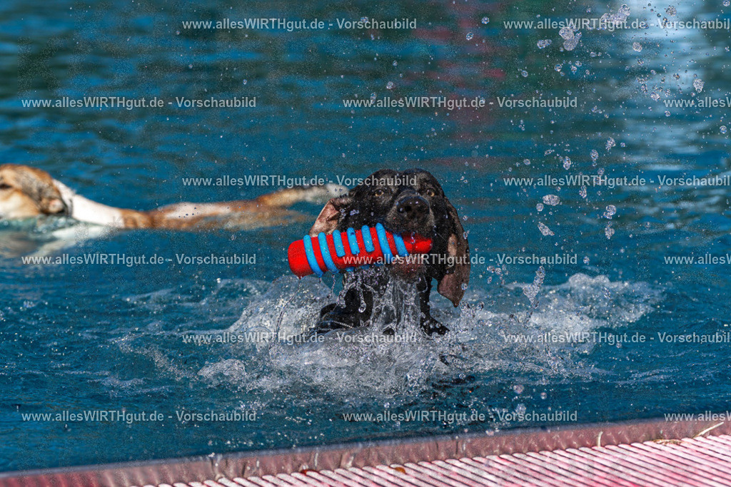 Hundeschwimmen_Volksbad_2026-allesWIRTHgut_Tierfotografie-2609061137-FAY06268 | Professionelle Tierfotografie in Mönchengladbach von Daniel Wirth (allesWIRTHgut). Liebevolle & natürliche Bilder von Hunden & Katzen für unvergessliche Erinnerungen.