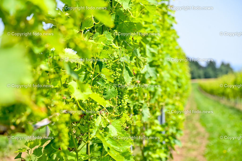 Gustergut_ WWurm_ Fruchtveredelung_ 29.06.2024-6 | 29.06.2024, St. Florian, AUT, Gustergut, WWurm, Weingut, Fruchtveredelung, im Bild Weingarten
