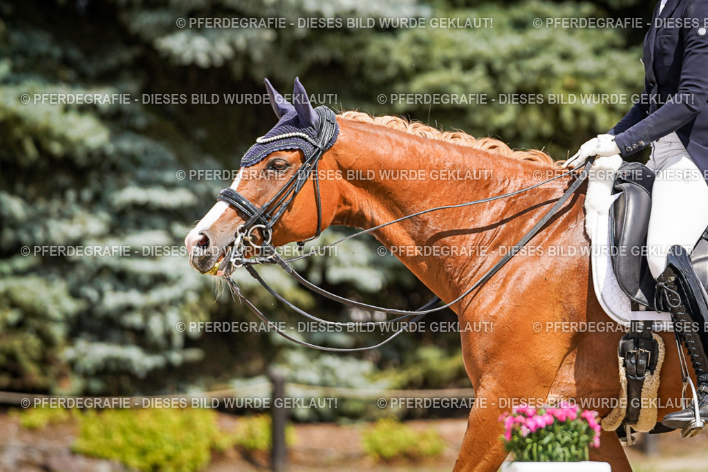 DSC06254 | Pferdegrafie