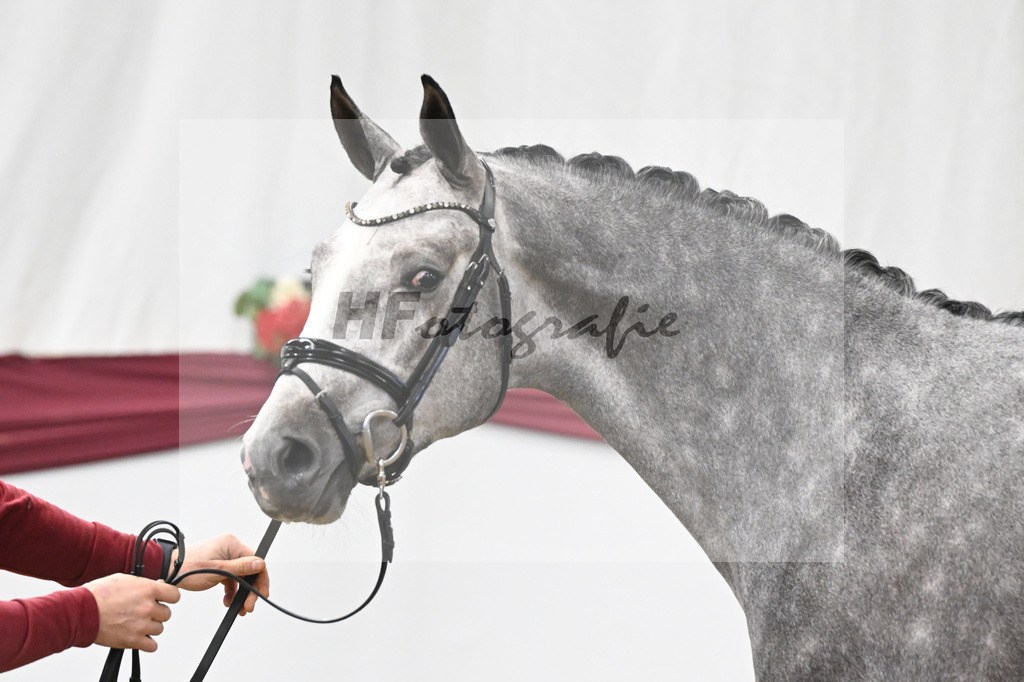 Kat-Nr. 12 I_m Special de Muze x Colman_Michaela Aeschbacher _47250178 | hf-fotografie - Realisiert mit Pictrs.com