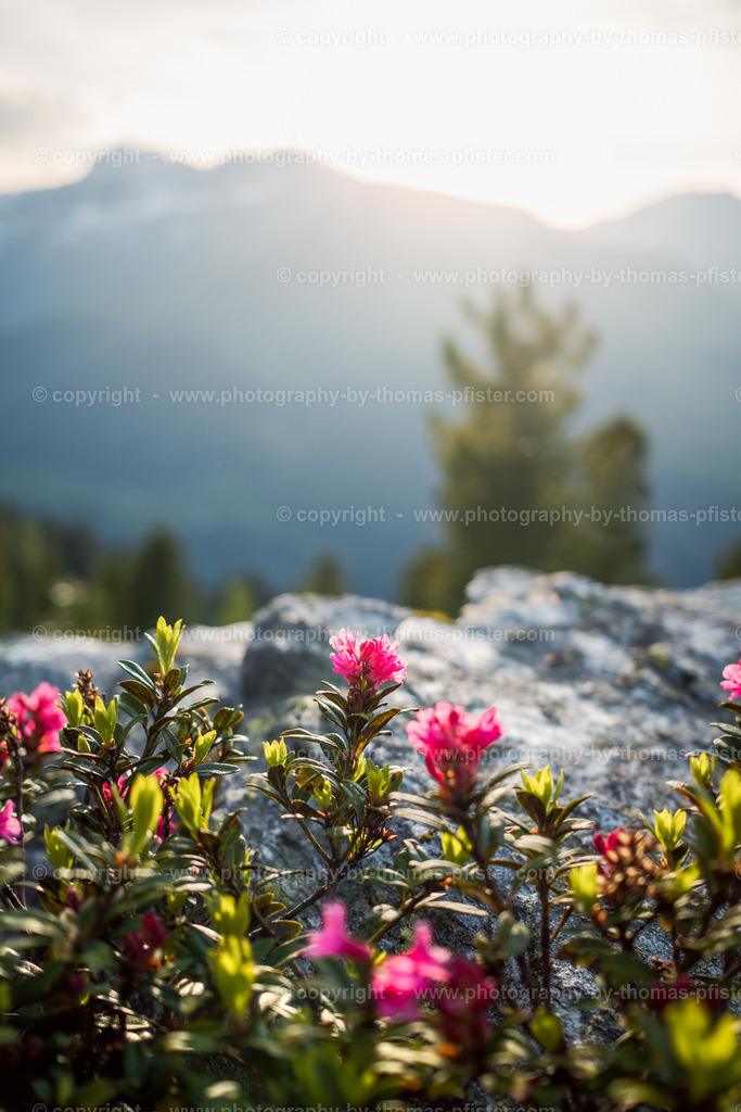 Sommer im Tuxertal copyright  Thomas Pfister-3 | PHOTOGRAPHY BY THOMAS PFISTER