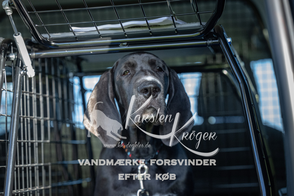 0928-90164 | kk-dogfotos