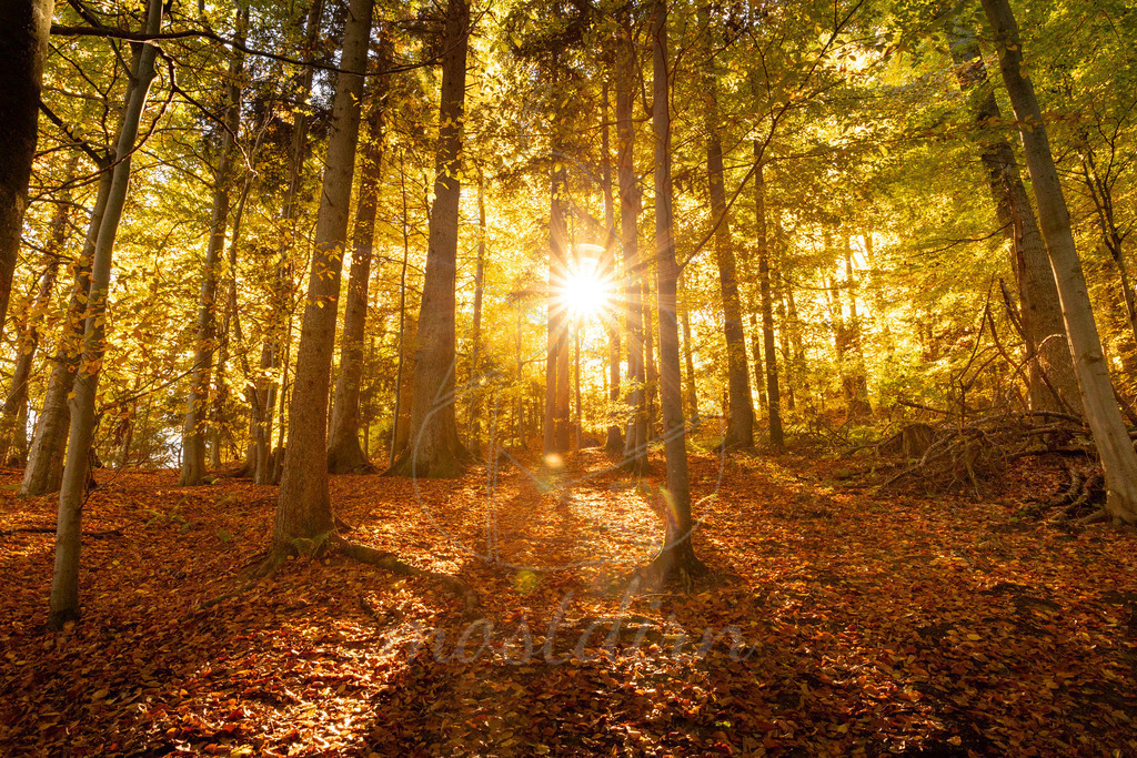 Pures Herbstgold | Ihre Fotografin im Lungau, ihre Fotografin im Mostviertel, Wandbilder Onlineshop, Imagefotos für Ihr Unternehmen,  - Realisiert mit Pictrs.com