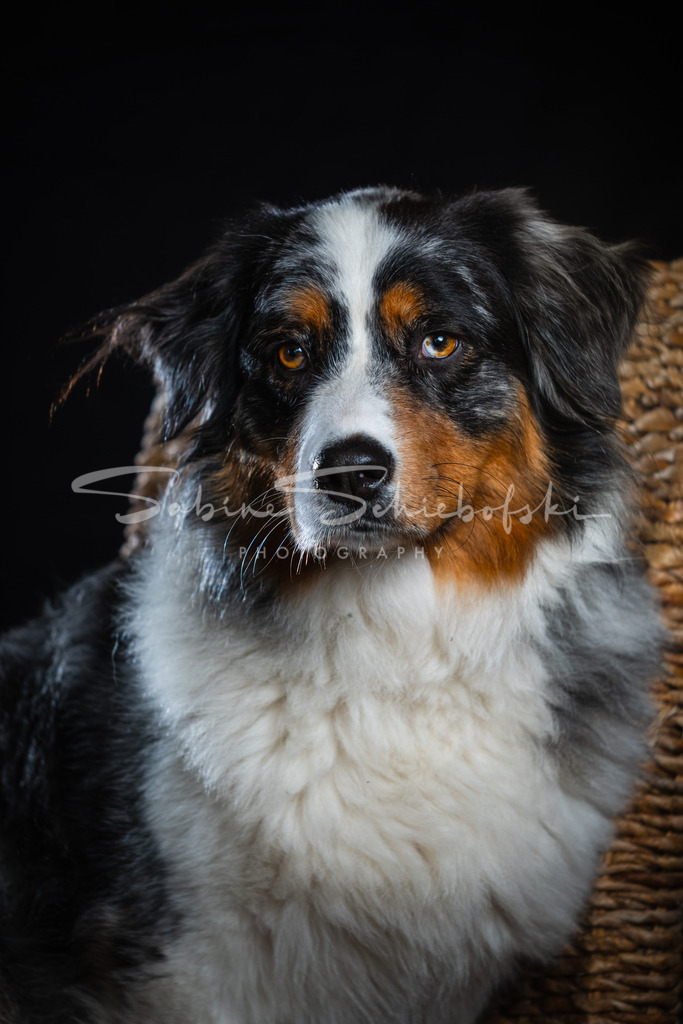 Studioshooting "May"  Australian Shepherd | People- und Tierfotografie, Imageaufnahmen, Veranstaltungsfotografie und Wandbilder aus der Natur ★ Made in Germany ✔️ Druck + Downloads ✔️ Naturfotografie in Top Qualität ★ schneller Versand, weltweite Lieferung! - Realisiert mit Pictrs.com
