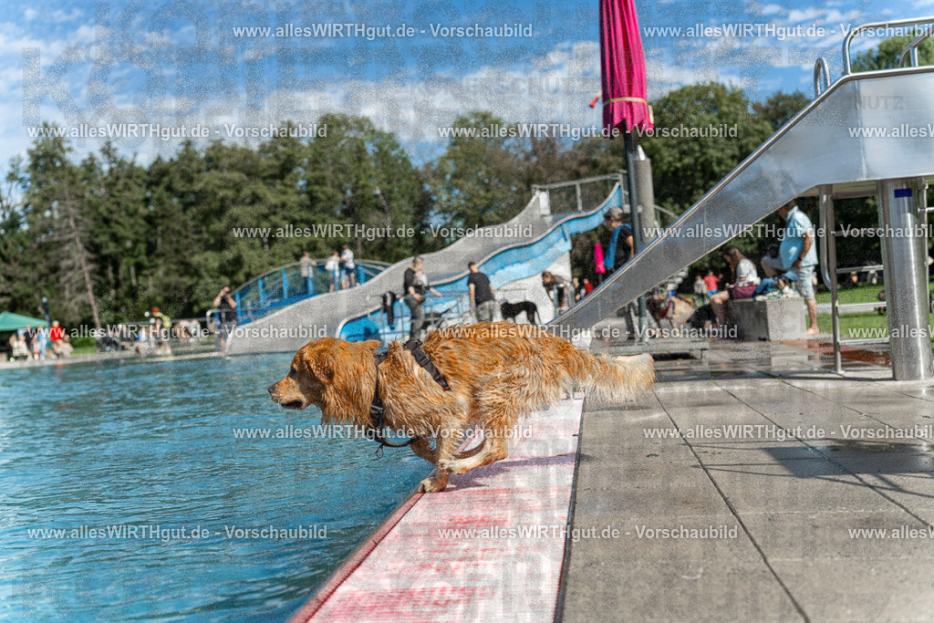 Hundeschwimmen_Volksbad_2026-allesWIRTHgut_Tierfotografie-2609061210-112006-7R500245 | Professionelle Tierfotografie in Mönchengladbach von Daniel Wirth (allesWIRTHgut). Liebevolle & natürliche Bilder von Hunden & Katzen für unvergessliche Erinnerungen.