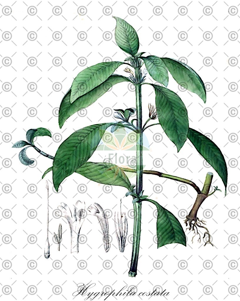 HistAbb_wfo-0000875137_1_ENZY_Simple | Historische Abbildung von Hygrophila costata - Acanthaceae | Historical Illustration of Hygrophila costata - Acanthaceae