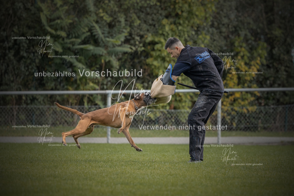 _16A7046-12 | Einzigartige Fotos von Hunden & Menschen –Actionfotos, Portraits, Vereinsaufnahmen & Paarshootings – authentisch, lebendig & mit Herz.