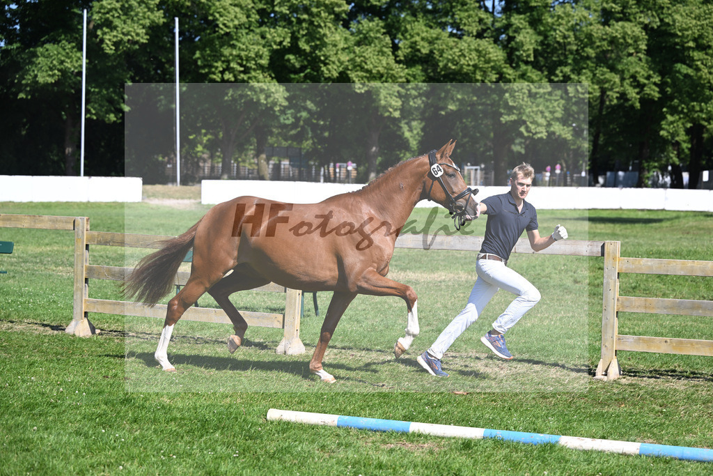 Kat-Nr. 64 Aurelia Finesse v. Quaterback_Reglauer_19251200 | hf-fotografie - Realizzato con Pictrs.com