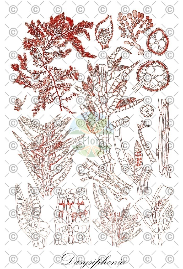 HistAbb_wfo-0000638366_1_ENZY_Simple | Historische Abbildung von Dasysiphonia - Dasyaceae (0) | Historical Illustration of Dasysiphonia - Dasyaceae (0)