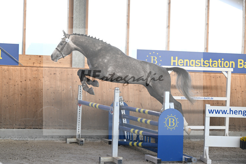 Kat-Nr. 5 Ziroccos Blanc v. Zirocco Blue_Engelbrecht_14262070 | hf-fotografie - Realisiert mit Pictrs.com