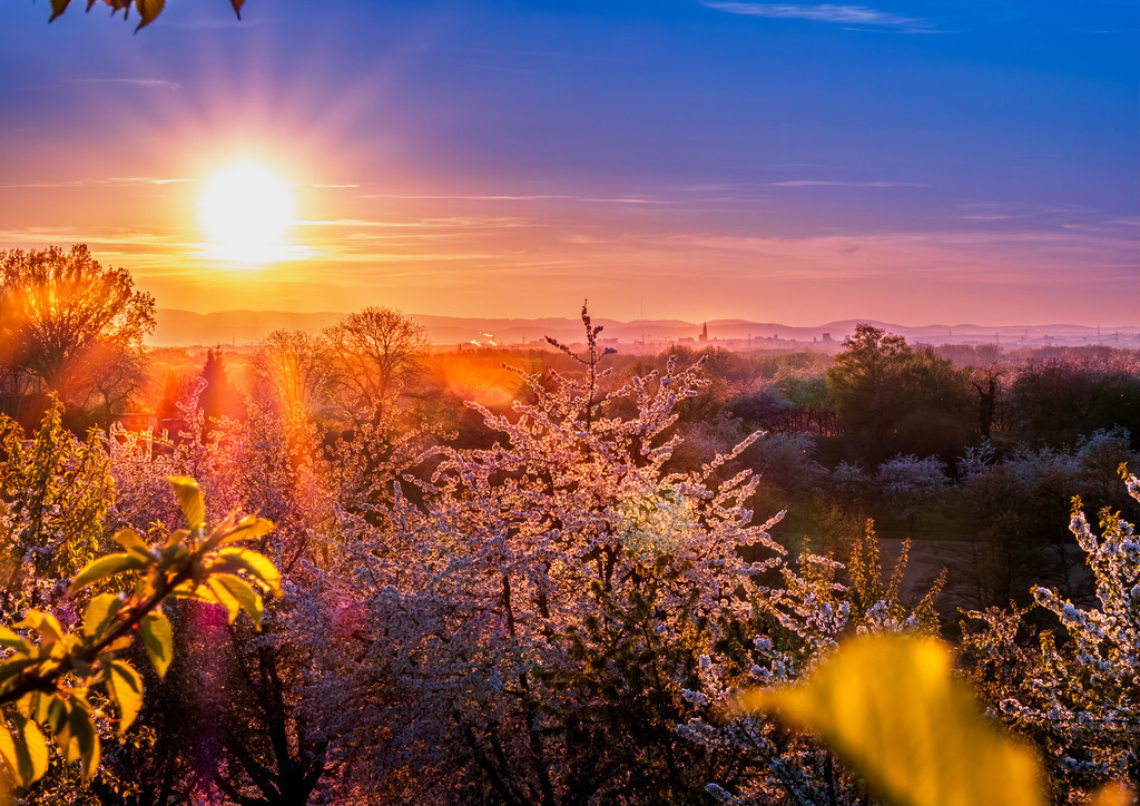 MPI_Sehenswürdigkeiten_0015 | Sonnenuntergang mit blühenden Kirschbäumen bei Appenweier mit dem Straßburger Münster in der Ferne  - Realisiert mit Pictrs.com