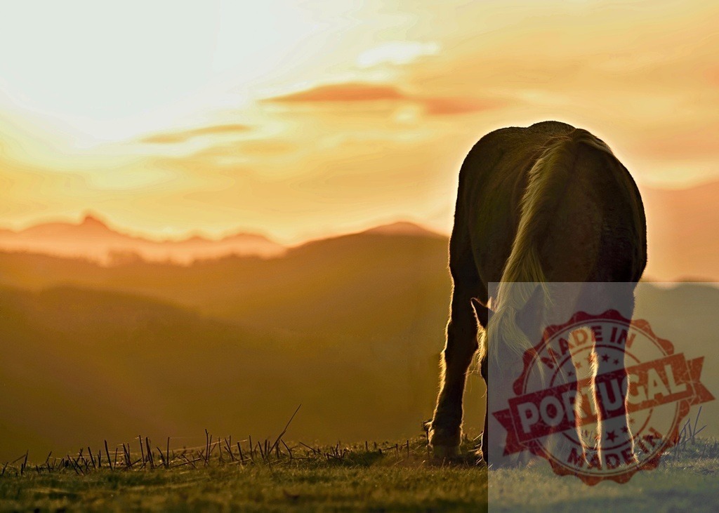 Horse grazing on mountain at golden hour sunset | Horse grazing on a mountain pasture silhouetted against a warm golden hour sunset - Realisiert mit Pictrs.com