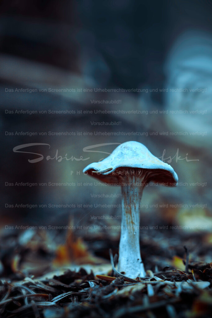 Wandbild "Hut mit Nadel" | People- und Tierfotografie, Imageaufnahmen, Veranstaltungsfotografie und Wandbilder aus der Natur ★ Made in Germany ✔️ Druck + Downloads ✔️ Naturfotografie in Top Qualität ★ schneller Versand, weltweite Lieferung! - Realisiert mit Pictrs.com