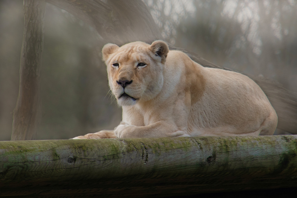 Weisse Löwin | Das Bild zeigt eine weiße Löwin in einer Nahaufnahme. Ihr Blick ist zum Betrachter gerichtet. Sie wirkt ruhig und gelassen. Ihr weißes Fell ist makellos und ihre Augen sind hellblau. Der Hintergrund ist unscharf, wodurch die Löwin noch stärker hervortritt. - Realisiert mit Pictrs.com