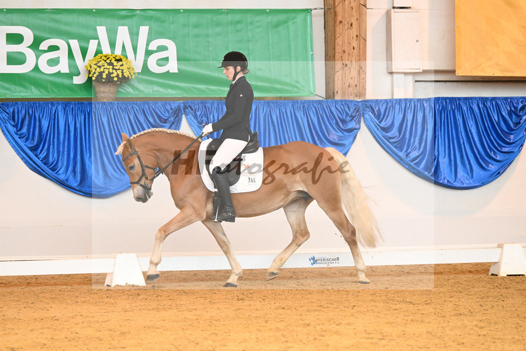 Kat-Nr. 244 Salza_Haflingergestuet Meura_54222108 | hf-fotografie - Realisiert mit Pictrs.com