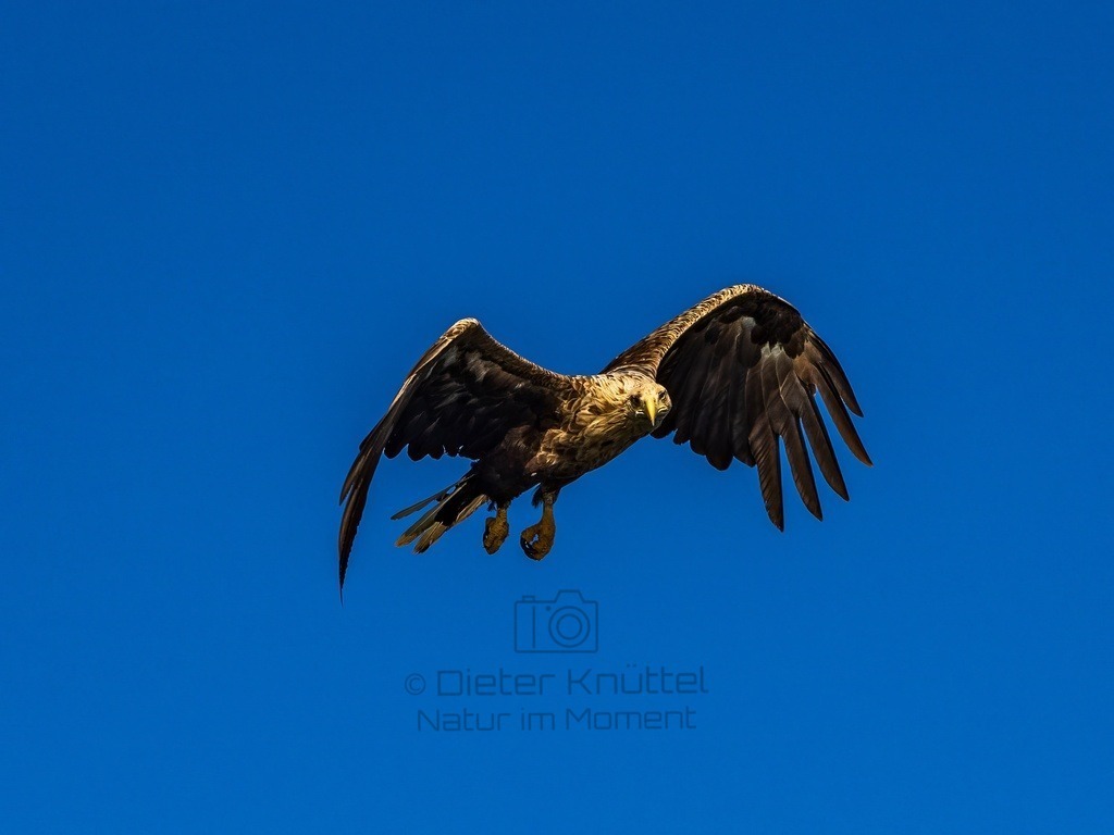 P1001600-LR-topaz-enhance | Natur im Moment - Realisiert mit Pictrs.com