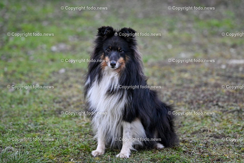 Hunde_ 26.12.2024-17 | 28.012.2024, Povazska Bystrica, SVK, Themenbild, Hunde, im Bild Dog, Hund, Hunde, Rasse, Wiese, laufen, spielen, Sheltie, Shetland Sheepdog, Huetehund, Wachhund, Rudel