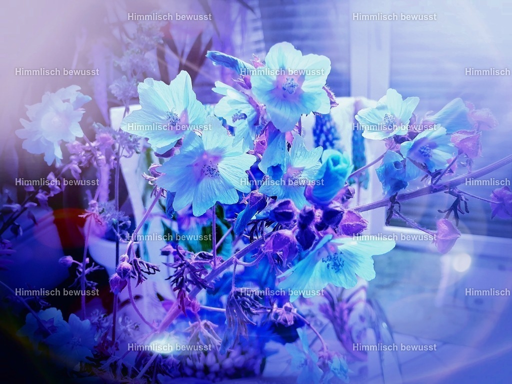 20230918_230359 | Energiebilder der neuen Zeit aus der  Natur,  Tauchen Sie ein in neue Dimensionen, Viola Bous, Dieburg, - Licht_Art-Coaching,  - Realisiert mit Pictrs.com