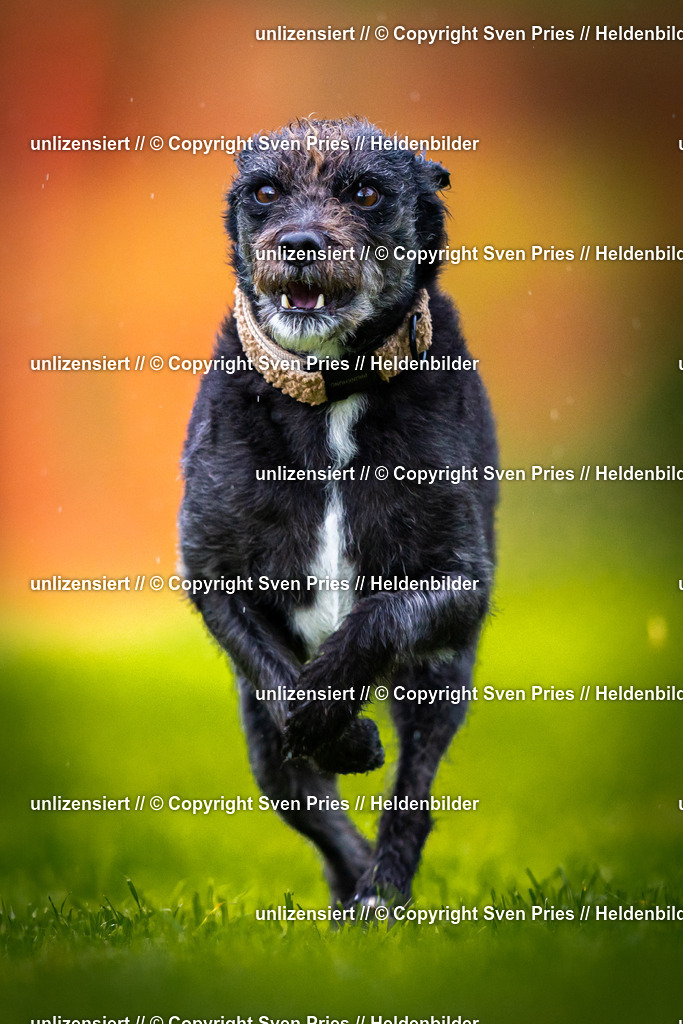 Sven Pries | 2025-09-21 - Hunderennen Baden-Oos - Realisiert mit Pictrs.com