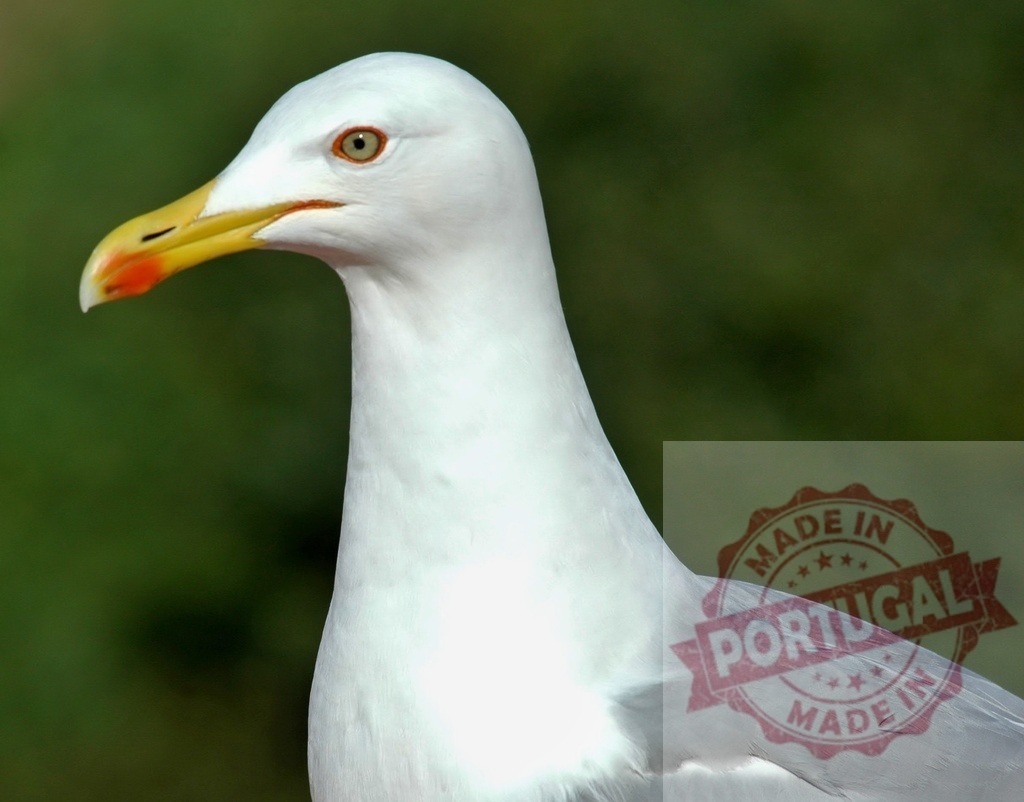 Seagull head portrait looking with intense gaze | Seagull portrait showing head and part of body with green background - Realisiert mit Pictrs.com