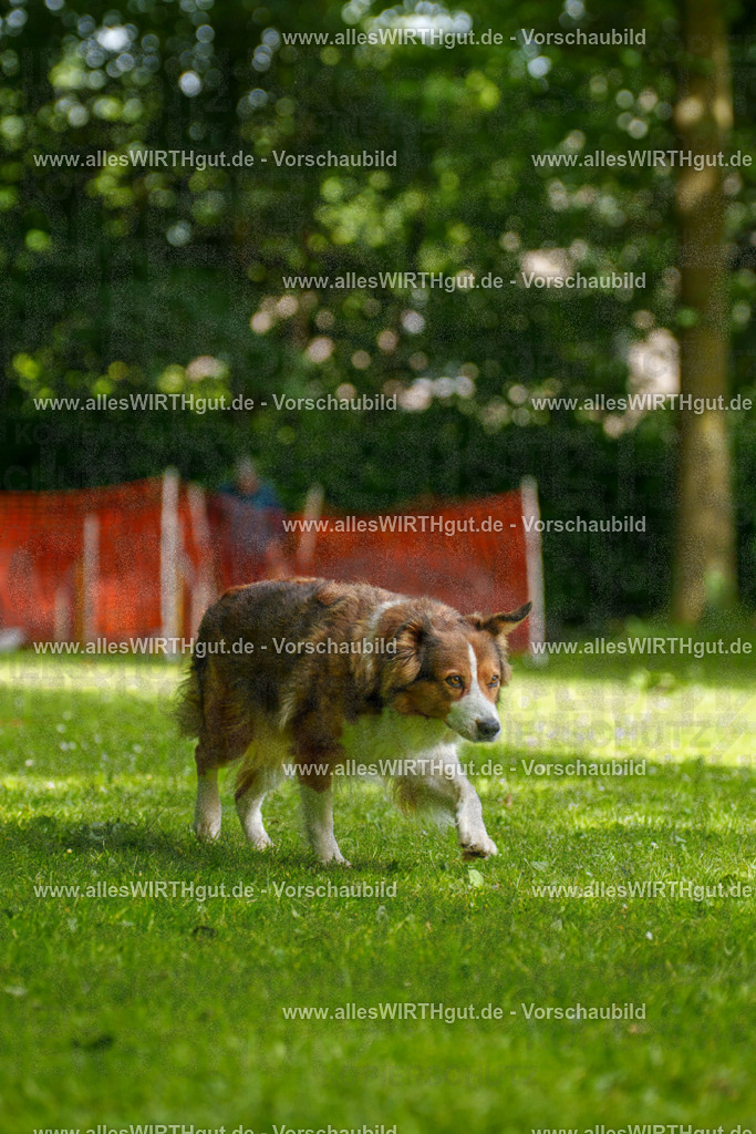 @allesWIRTHgut_Tierfotografie - www.allesWIRTHgut.de - 100552-7R508044 | Professionelle Tierfotografie in Mönchengladbach von Daniel Wirth (allesWIRTHgut). Liebevolle & natürliche Bilder von Hunden & Katzen für unvergessliche Erinnerungen.