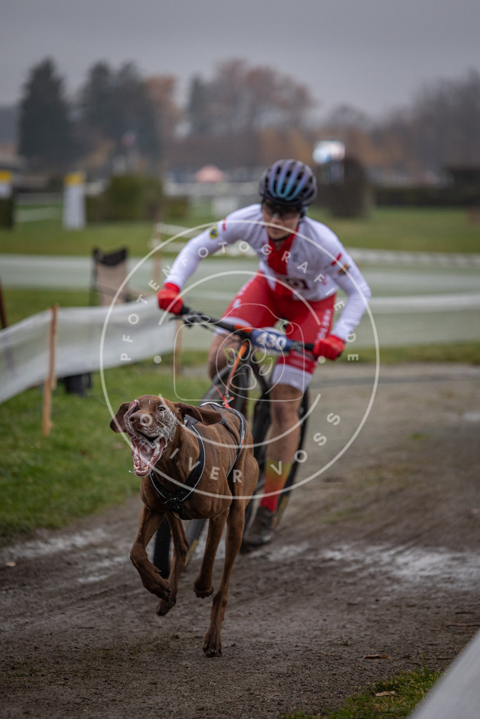 CaniXpix_0L8A1208 | Hundefotografie, Tierfotograf, Pfotenfotografie, Fotoshooting Hund, Hunde Portrait, Hundesport, Hundeportraits, Heideshooting, Hunde, Sportfotograf, Hundefotograf, Turnierhundsport, THS,  - Realisiert mit Pictrs.com