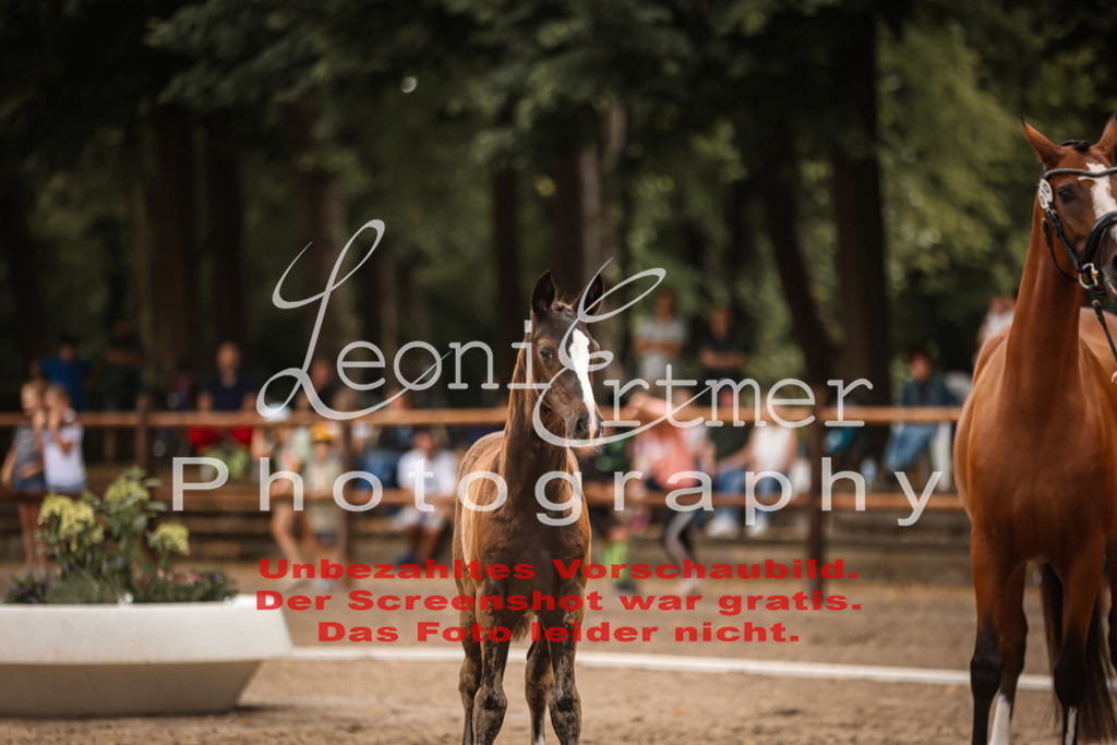 SaFohlen00081 | Leoni Ertmer Photography - Realisiert mit Pictrs.com