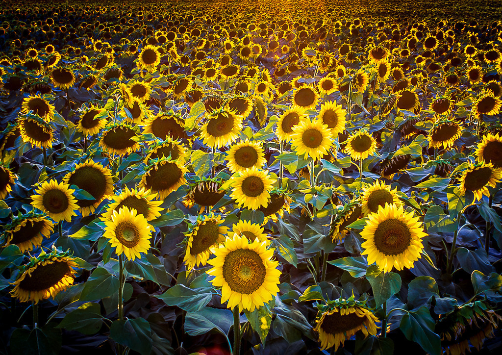 MPI_Blüten_0003 | Blühende Sonnenblumen bei Altenheim - Realisiert mit Pictrs.com