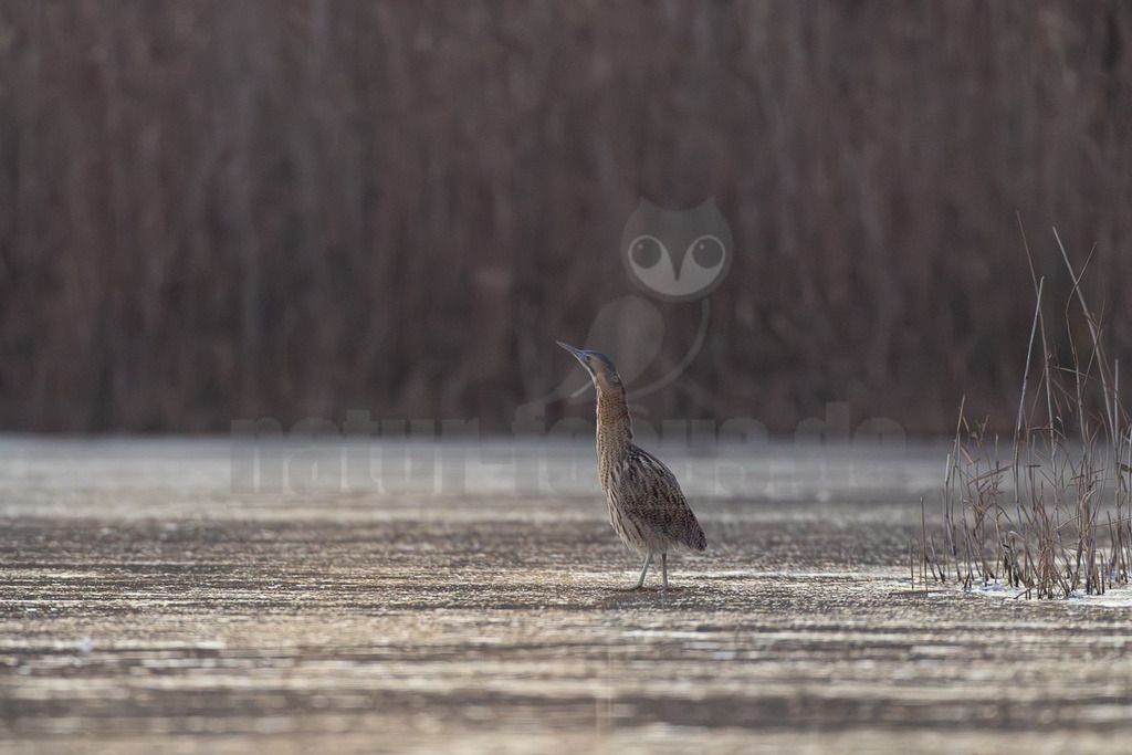 R5M25916_20251226 | Eine Rohrdommel (Botaurus stellaris) steht auf einer teilweise zugefrorenen Eisfläche des Ümminger Sees in Bochum. Das Gefieder des Vogels ist braun und beige gemustert, was ihm eine gute Tarnung im winterlichen Schilf bietet, das im Hintergrund und am rechten Bildrand zu sehen ist. Der Vogel blickt mit erhobenem Kopf nach oben. Die Szene fängt die ruhige Atmosphäre eines Wintertages im Dezember ein. - Realisiert mit Pictrs.com