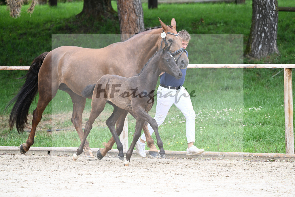 Kat-Nr. 24 SF V Plus_Rieger_25230479 | hf-fotografie - Realisiert mit Pictrs.com