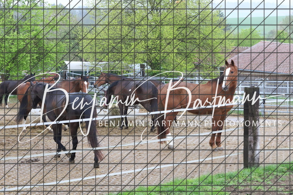 IMG_4241 | Benjamin Bartmann Photomoments