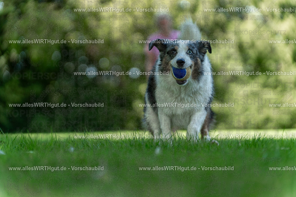 Hundeschwimmen_Volksbad_2026-allesWIRTHgut_Tierfotografie-2609061322-7R500698 | Professionelle Tierfotografie in Mönchengladbach von Daniel Wirth (allesWIRTHgut). Liebevolle & natürliche Bilder von Hunden & Katzen für unvergessliche Erinnerungen.