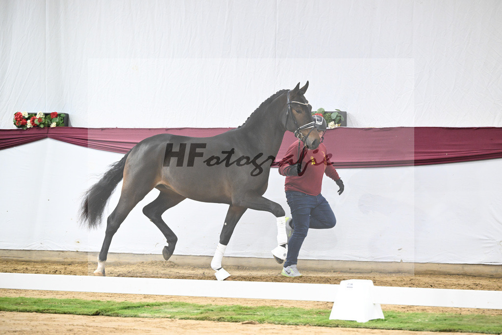 Kat-Nr. 67 Extra Gold x Showmaker_Matthias Schlamminger GmbH_47252541 | hf-fotografie - Realizzato con Pictrs.com