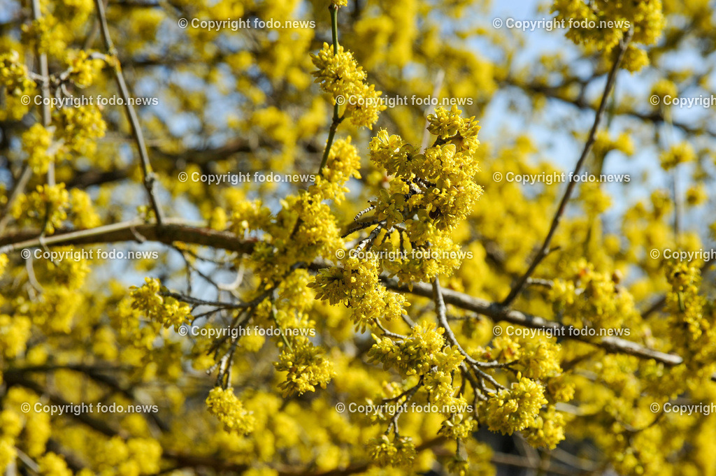 Fruehling_ Blumen_ Fruelingsboten_ 09.03.2025-1 | 09.03.2025, Linz, AUT, Fruehling, Blumen, Fruehlingsboten, im Bild Frühling, Blumen, Frühlingsboten, Fruehling, Fruelingsboten, Kornelkirsche, Baum, Strauch, Zierbluete, Sonne, gelb, Vorfrühling