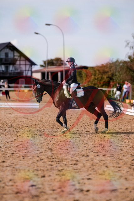 2026_10_03_Siefer-Hof_132604_Z81_78660007 | Professionelle Reitsport-, Turnier- und Eventfotografie von Robert Broda. Galerien mit ausgewählten und bearbeiteten Bildern direkt online ansehen und bestellen.