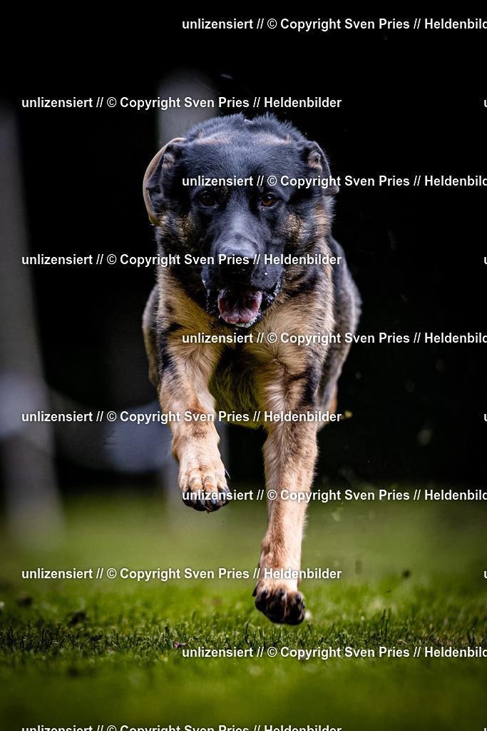 Sven Pries | 2025-10-03 - Hunderennen Obergrombach - Realisiert mit Pictrs.com