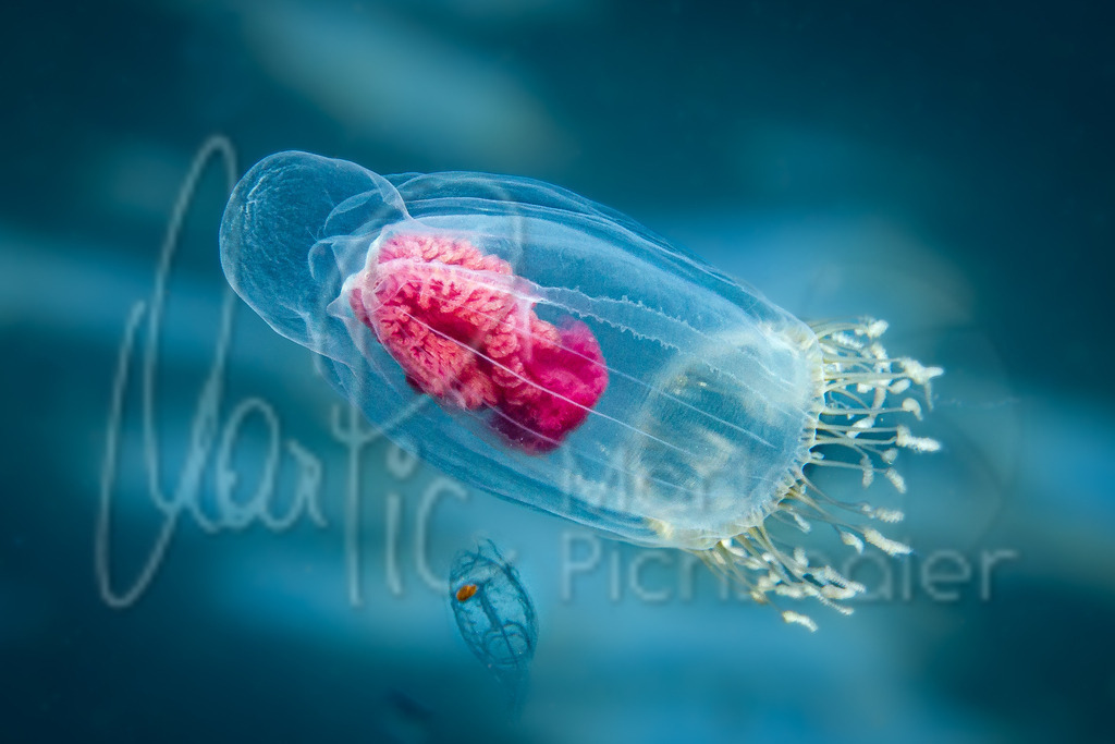 Neoturris pileata | Qualle, Jellyfish - Realisiert mit Pictrs.com