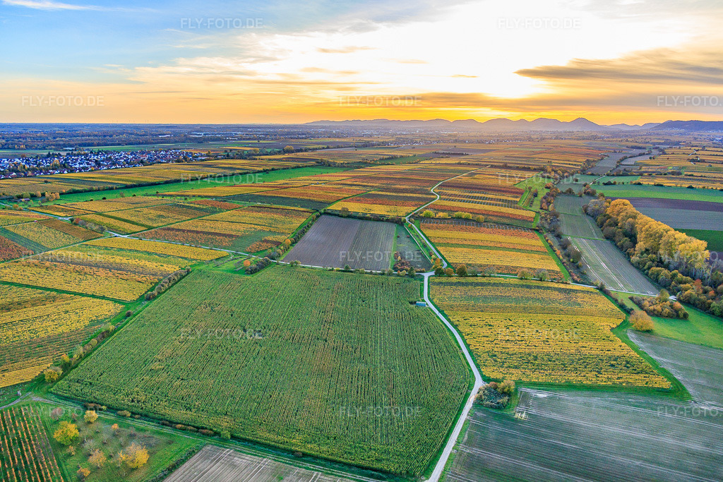 Luftbild: Weinanbauflächen im bunten Herbstlaub im Abendlicht zwischen Lingenfelder Graben und Hainbach im Ortsteil Niederhochstadt in Hochstadt im Bundesland Rheinland-Pfalz in Deutschland. Foto: IMG_150649.jpg vom 30.10.2025 durch Werner Riehm/FLY-FOTO.de