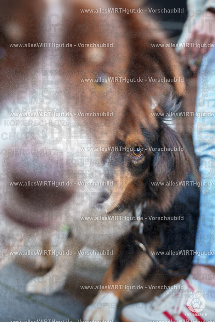 Pfötchenmarkt Nettetal-Lobberich 2026 - Nettetal-Tag - Daniel Wirth - www.allesWIRTHgut.de - @allesWIRTHgut_Tierfotografie 7R507796 | Professionelle Tierfotografie in Mönchengladbach von Daniel Wirth (allesWIRTHgut). Liebevolle & natürliche Bilder von Hunden & Katzen für unvergessliche Erinnerungen.