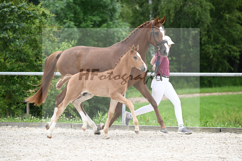 Vivaldos x Belissimo M_HF_Baier_20240255 | hf-fotografie - Realisiert mit Pictrs.com