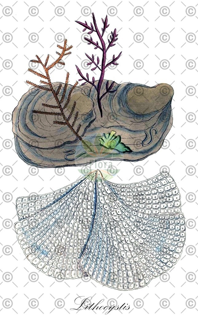 HistAbb_wfo-0000230344_1_ENZY_Simple | Historische Abbildung von Lithocystis - Urosporidae (0) | Historical Illustration of Lithocystis - Urosporidae (0)